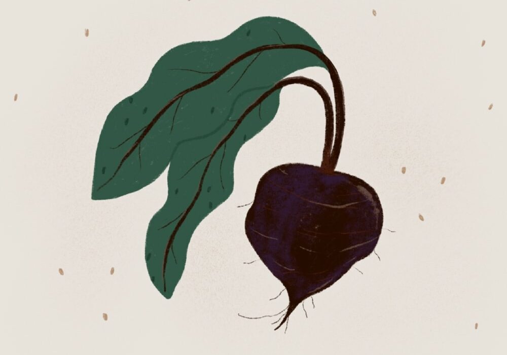 beet illustration