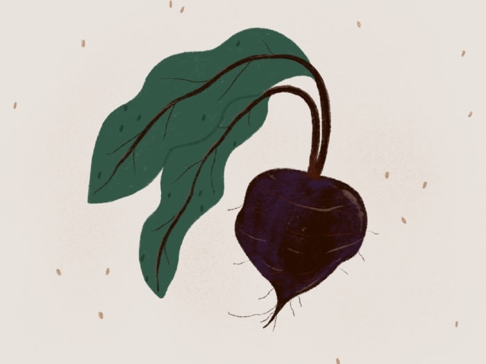 beet illustration
