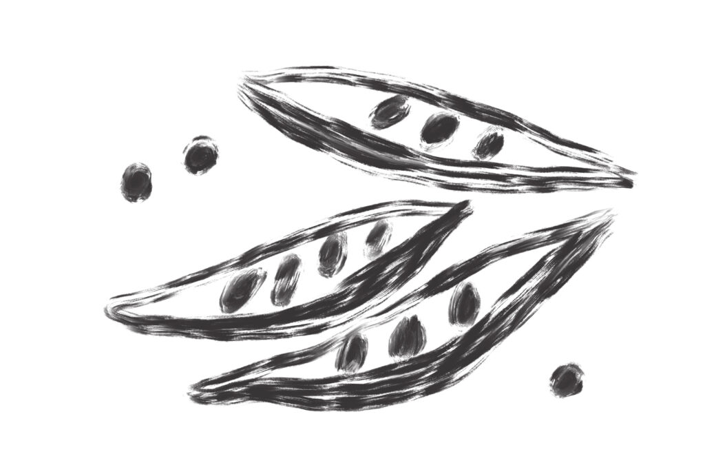 beans illustration