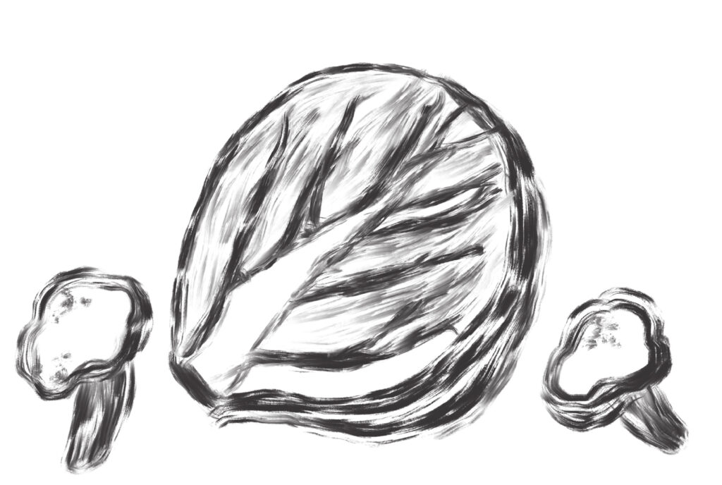 cabbage illustration
